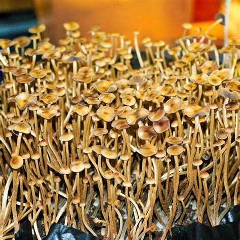Premium <b>Spores</b> official is the driving supplier of laboratory-grade mushroom <b>spores</b>, in surgically sterile 10cc syringes. . Psilocybe mexicana spores